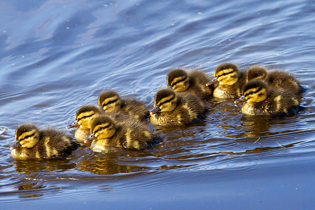 MN Duck Babies- SCHOOLS OUT FOR SUMMER! (CUTE VIDEO)