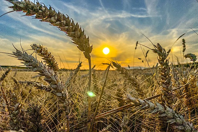 Wheat Crops in Nebraska Thrive While North Dakota's Take A Dive.