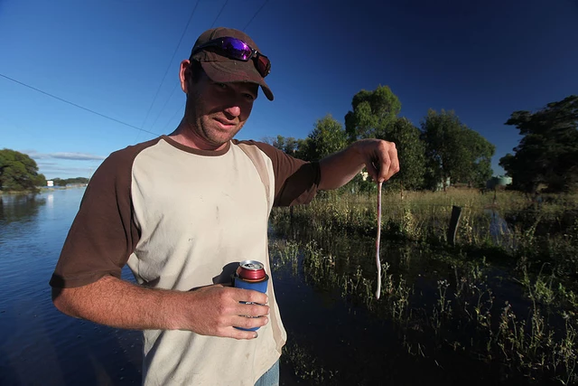 North Dakota On The Watch For Invasive Jumping Worms