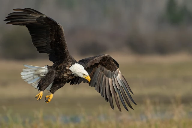 North Dakota Bracing For Alarming Loss Of Bald Eagles